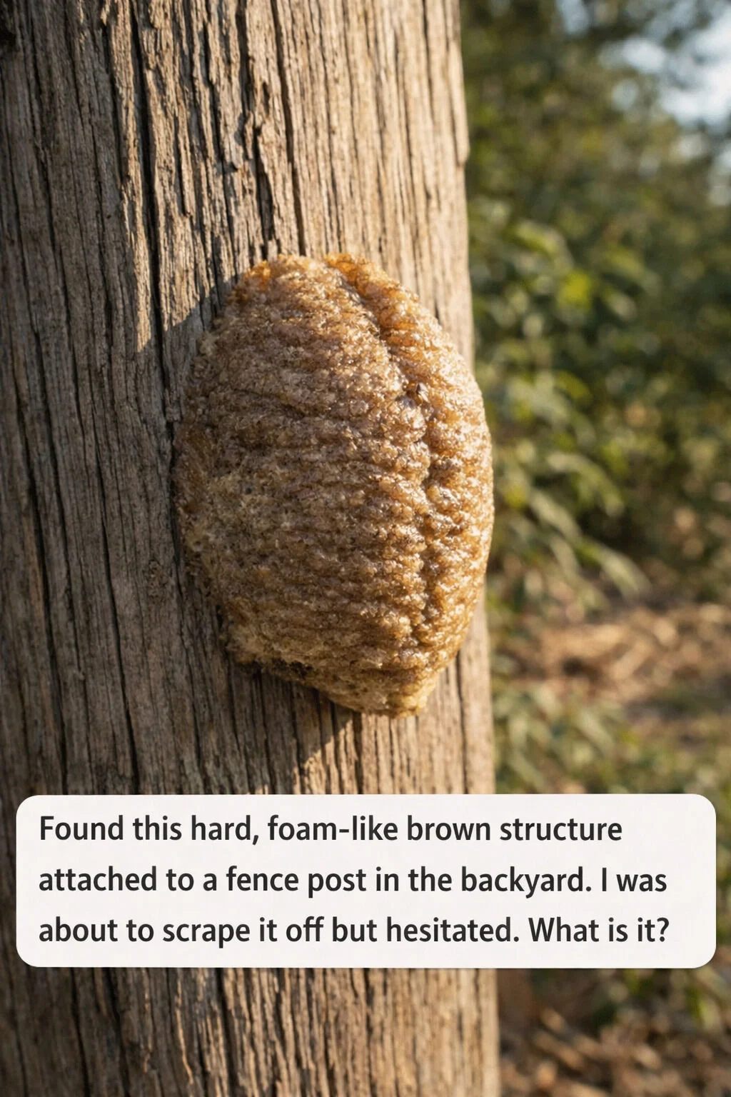 Strange Foam-Like Object on Your Fence? Here’s What It Might Be