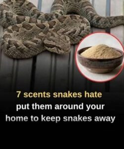 The Great Snake Repellent Myth: Do Scents Actually Keep Snakes Away?