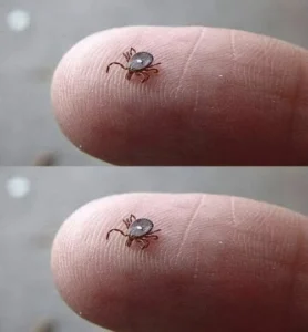 The Tick With…