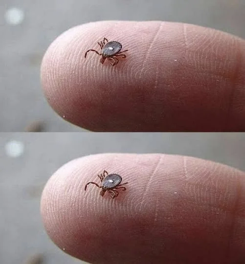 The Tick With…
