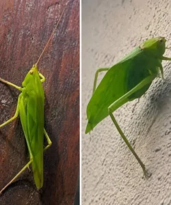 When a Leafhopper Visits Your Home, Nature Might Be Sending You a Message