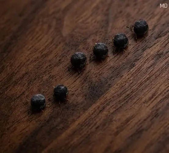 Those Blue Berries Growing in Your Garden Might Not Be Blueberries After All