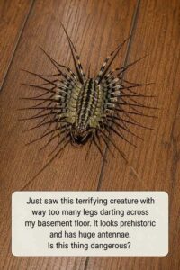 I just saw a nightmare with too many legs in my basement—should I be worried?