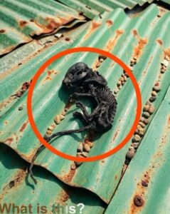 I Climbed Up to Fix a Simple Roof Leak—What I Discovered Under the Shingles Destroyed My Sense of Security