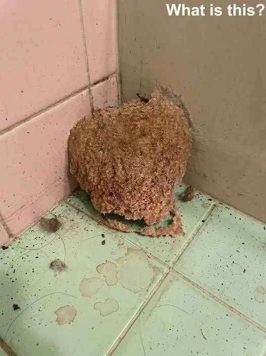 We Returned From Vacation and Found Something Strange Waiting in Our Bathroom