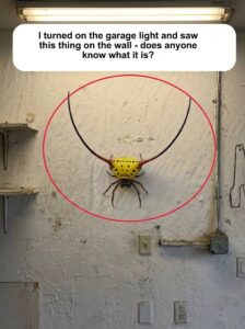 The Alien in My Garage: The Truth Behind the Terrifying Spiky Yellow Spider