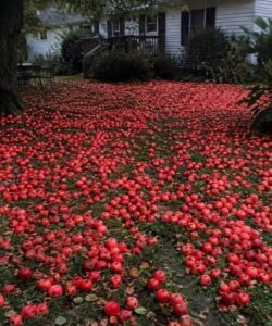 The Wind Blows Both Ways: Defending the Apple Tree My Husband Planted