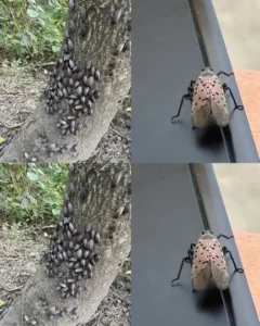 The Flashy Red Invader Destroying Your Backyard: Why You Must Declare War on This Pest Today