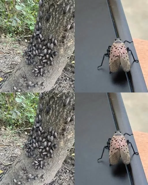 The Flashy Red Invader Destroying Your Backyard: Why You Must Declare War on This Pest Today