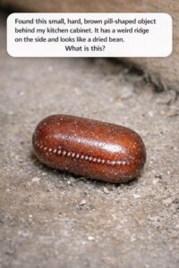Found this small, hard, brown pill-shaped object behind my kitchen cabinet. It has a weird ridge on the side and looks like a dried bean. What is this?