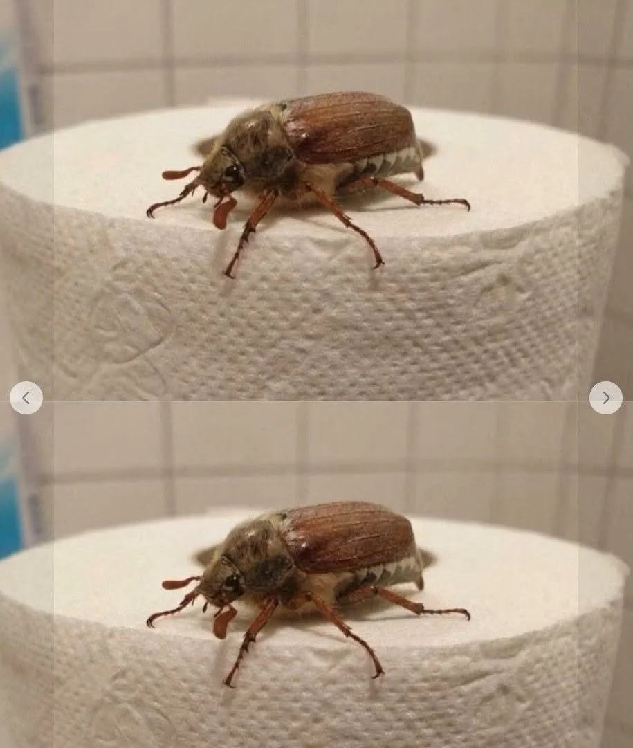 What Is This Bug? (And What to Do When You See One)
