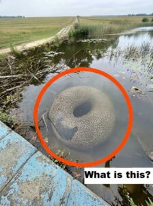 The Mysterious Object That Stopped Everyone in Their Tracks