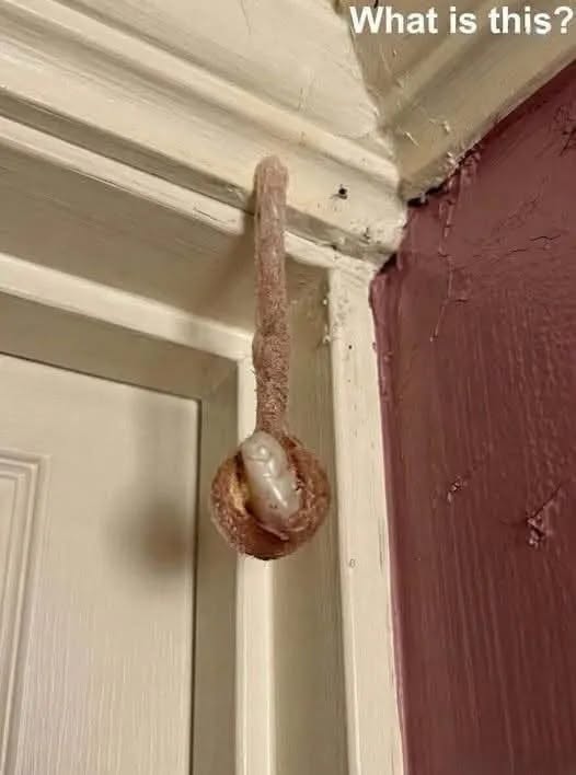 Unexpected Roommates: Finding Wonder in a Mud Dauber’s Hotel Nest