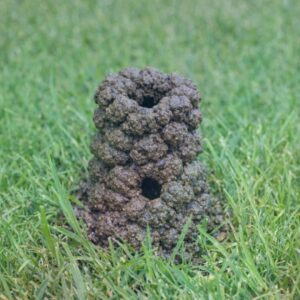 Noticed this tower of mud balls in the middle of my lawn this morning. It’s about 4 inches high with a hole in the center.