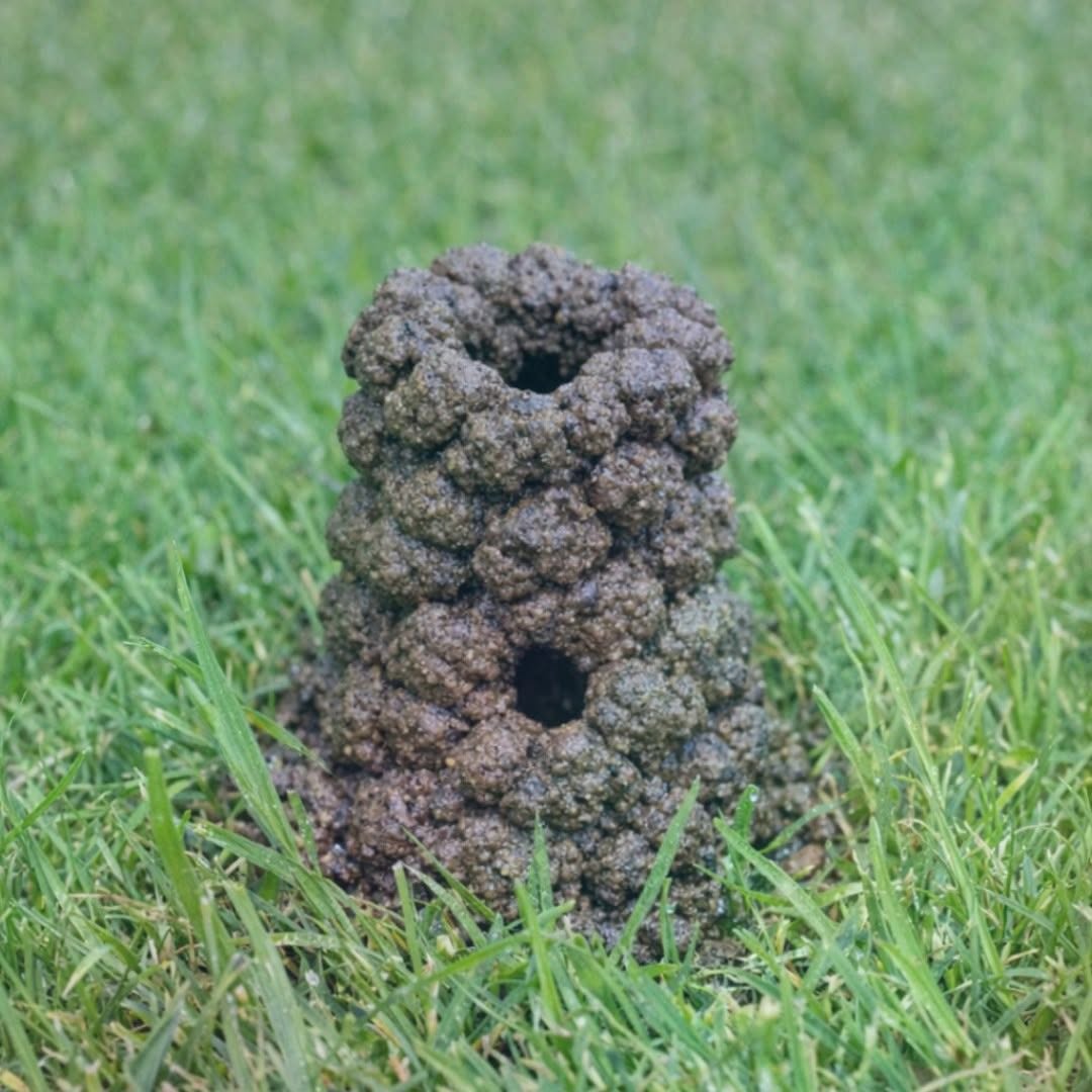 Noticed this tower of mud balls in the middle of my lawn this morning. It’s about 4 inches high with a hole in the center.
