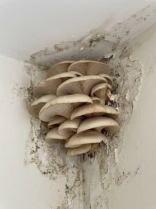 Crunchy Pink Surprise on Wall—What’s Really Going on Inside Your Home?