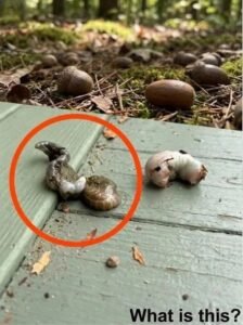 The Secret Life of Acorns: What’s Really Hiding Inside Your Backyard Seeds?
