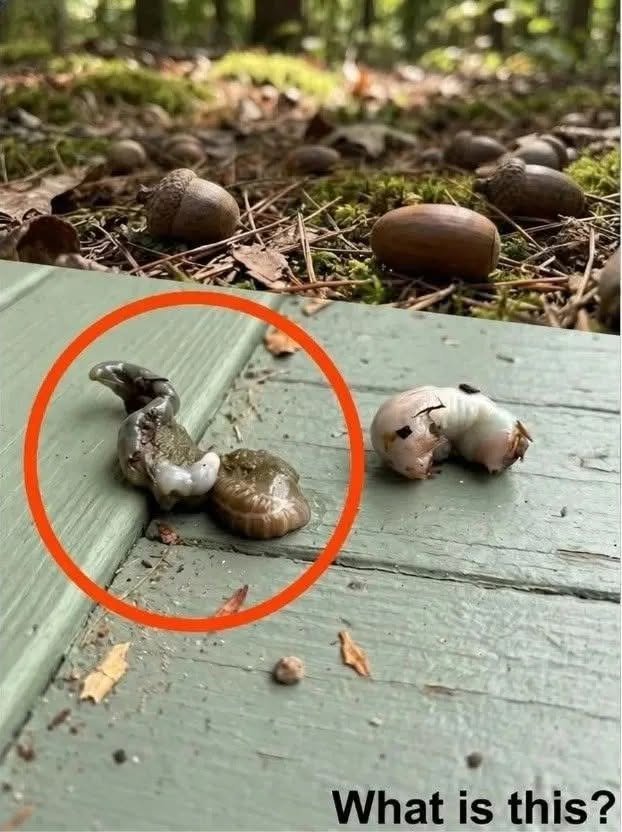 The Secret Life of Acorns: What’s Really Hiding Inside Your Backyard Seeds?