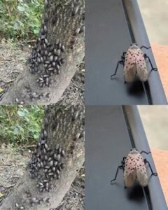 THEY ARE HERE!!!! If You See Even One of These Insects, Here’s Why Experts Say You Should Act Quickly