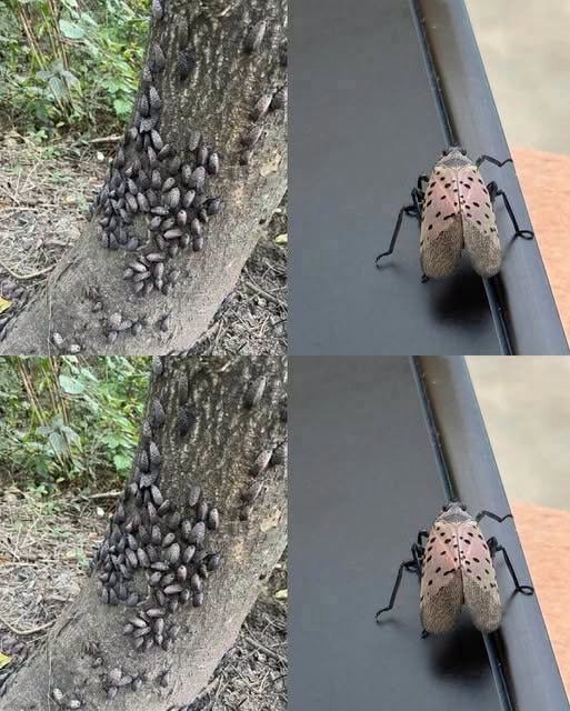 THEY ARE HERE!!!! If You See Even One of These Insects, Here’s Why Experts Say You Should Act Quickly